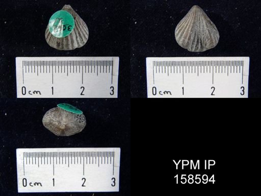 Rhynchotrema anticostiensis