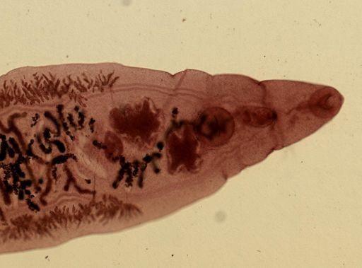Dicrocoelium dendriticum