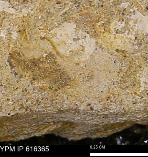 Protocardia subquadrata
