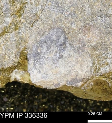undet. Mollusca