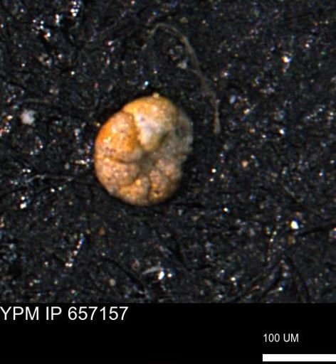 Haplophragmoides gigas
