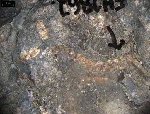 Aplocoma damesii