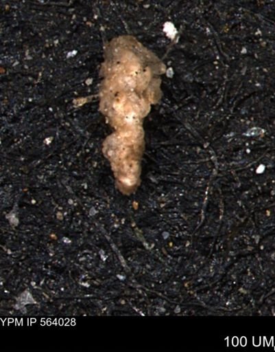 Verneuilinoides hectori