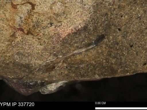 undet. Mollusca