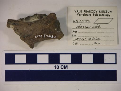 Pterosauria