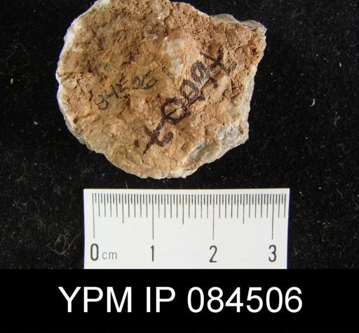 Parmorthis elegantula