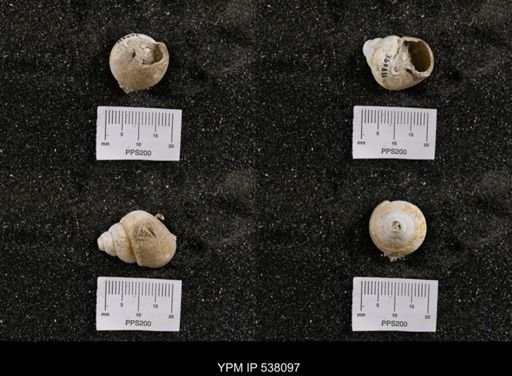 Campeloma nebrascensis
