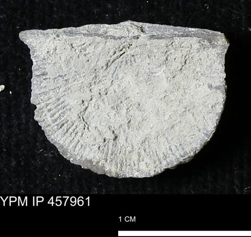 Strophodonta sp.