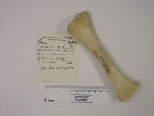 Teleoceras fossiger