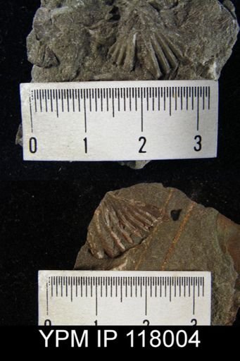 Spirifer rugicosta