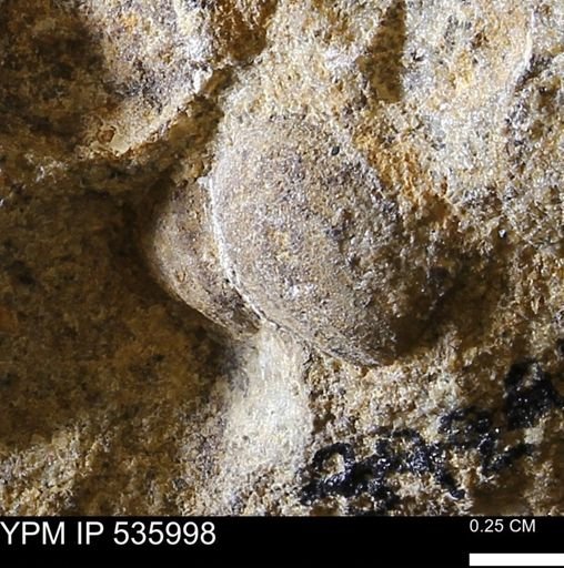 Goniobasis tenuicarinata