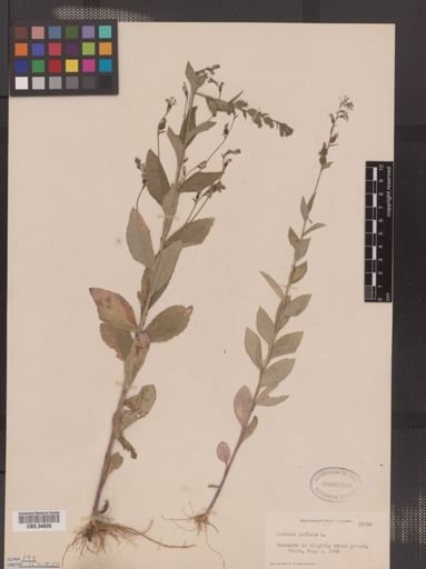 Lobelia inflata