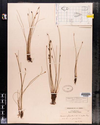 Eleocharis palustris