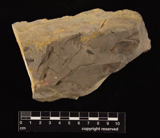 Coniopteris sp.