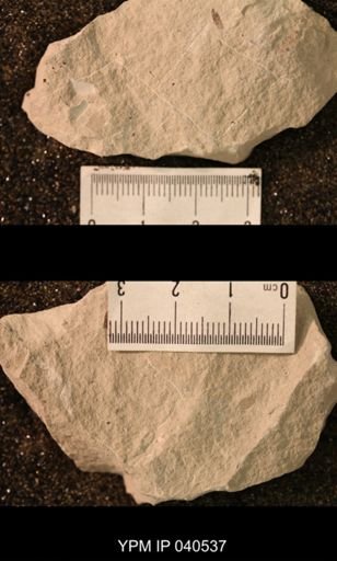 Hexapoda