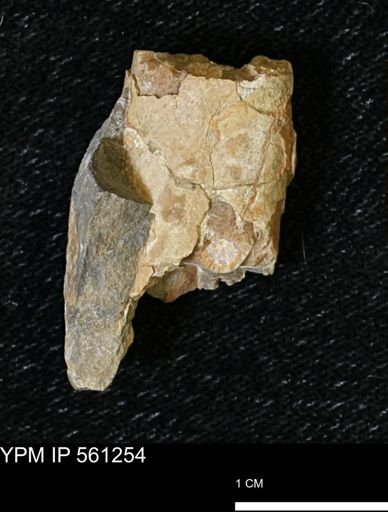 Baculites sp.
