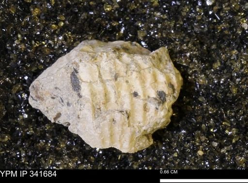 Scaphites sp.