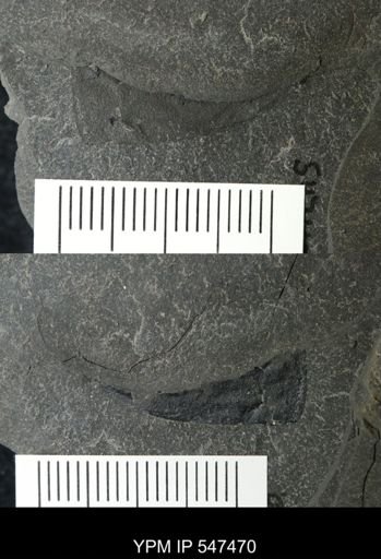 undet. Eurypterida