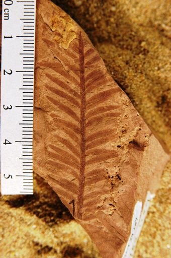 Sequoia affinis