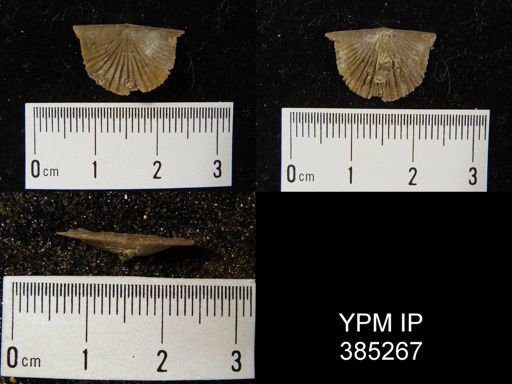 Tropidoleptus sp.