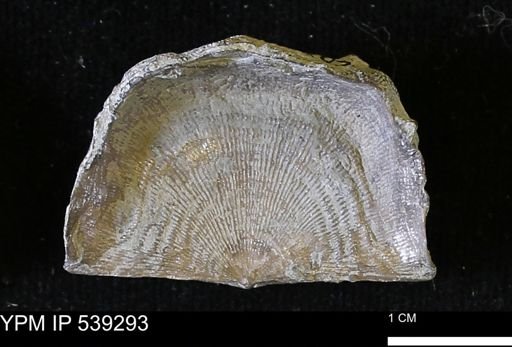 Leptaena sp.