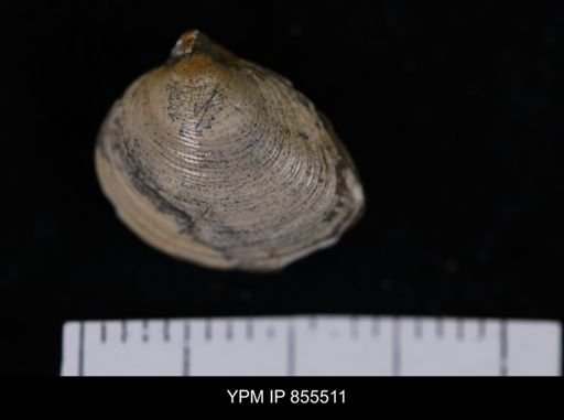 Limopsis striatopunctatus