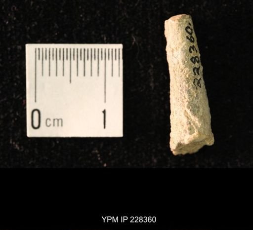 Pseudorthoceras knoxense