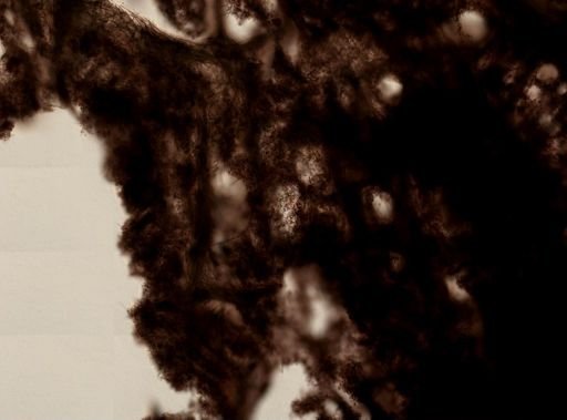 Iotrochota birotulata
