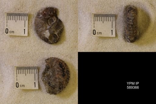 undet. Scaphitidae