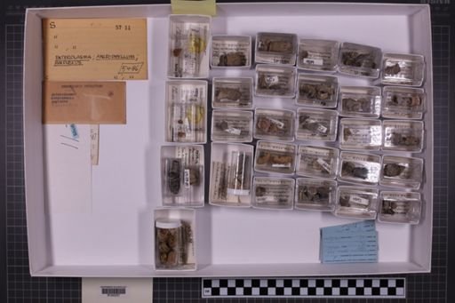 mixed taxa, stratigraphic collection