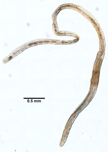 Lumbricillus codensis