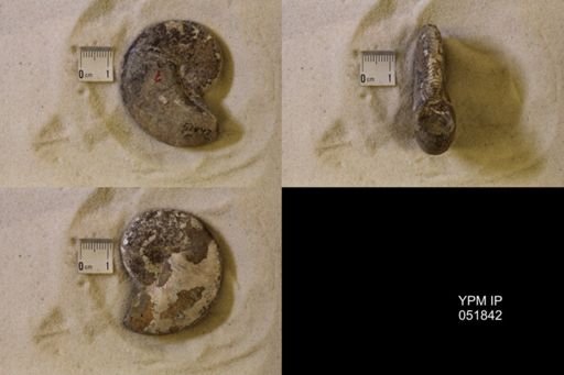 Hoploscaphites nicolletii