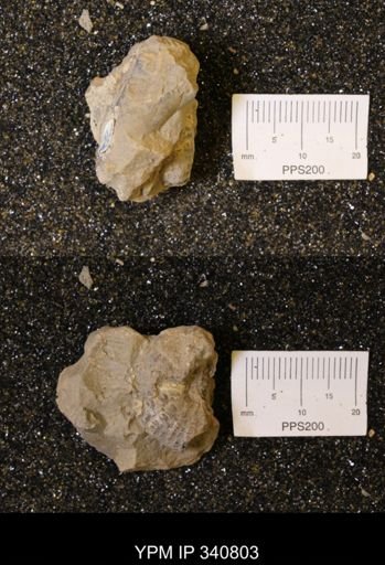 Scaphites sp.