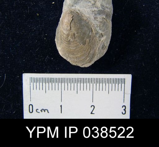 Lingula sp.
