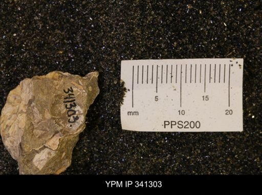 Scaphites sp.