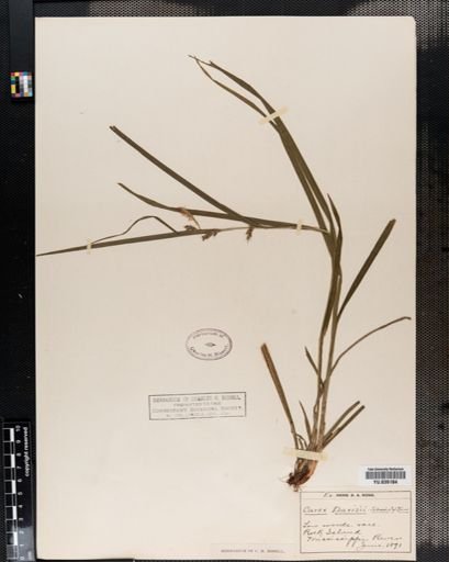 Carex