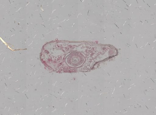 Nectonemertes mirabilis