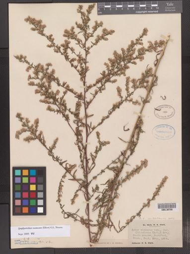 Symphyotrichum racemosum