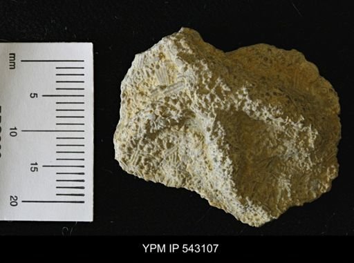 Asteriacites sp.