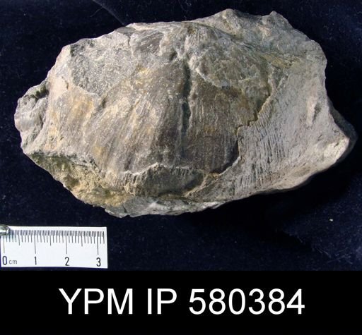 Stropheodonta concava?