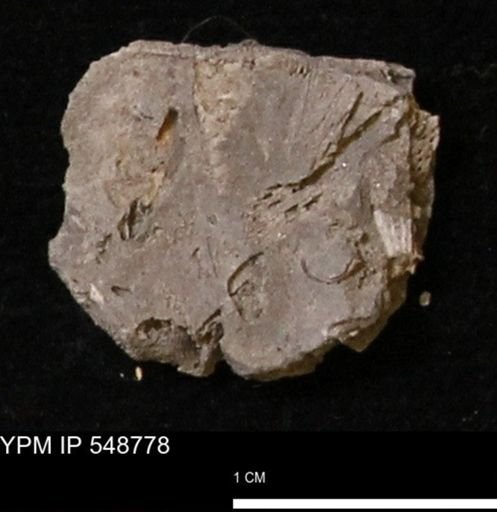 Stropheodonta perplana