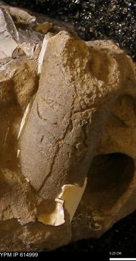 Baculites sp.