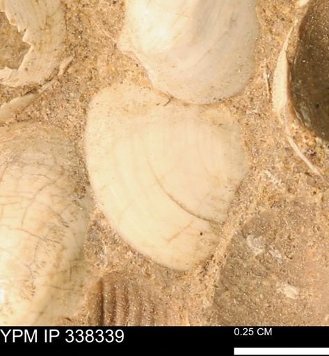 Protocardia subquadrata