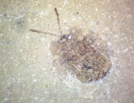 undet. Cassidinae