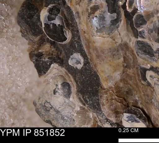 undet. Mollusca