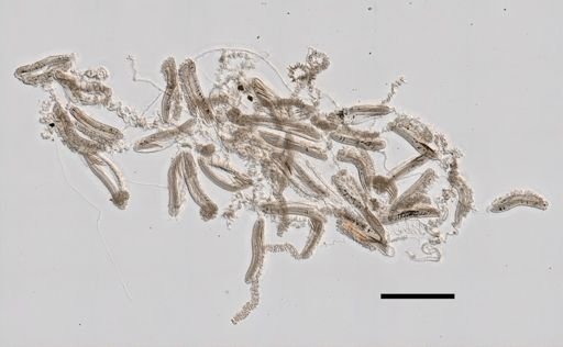Abylopsis tetragona