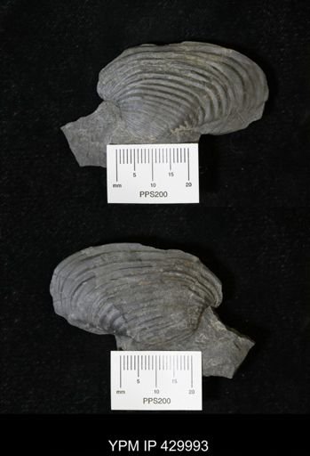 Grammysioidea arcuata