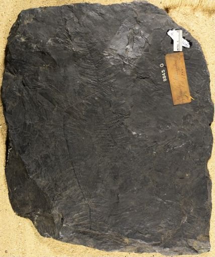 Pecopteris polymorpha