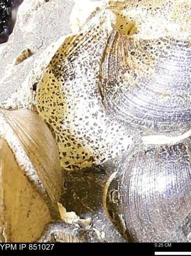 Limopsis striatopunctatus