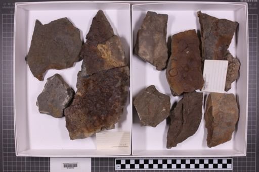 mixed taxa, stratigraphic collection